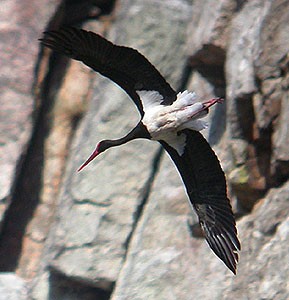 Black Stork  - Ciconia nigra © John Muddeman